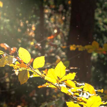 Effetti di luce realistici nella natura con Photoshop